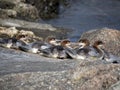 Goosander Mergus merganser chicks on a sunny summer day against a rocky background